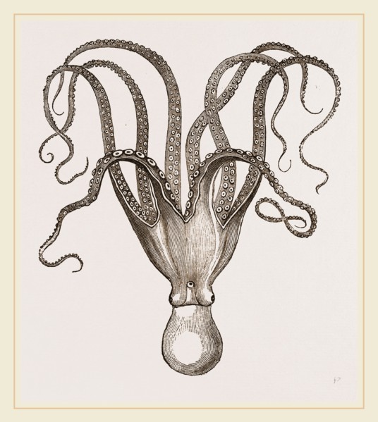 Cuttle-fish