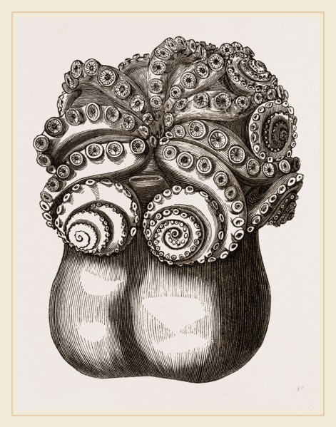 Ventricose Cuttle fish