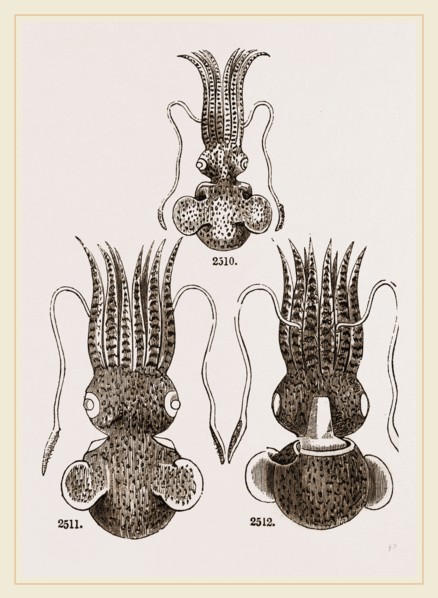 Common and Short-armed Sepiolas