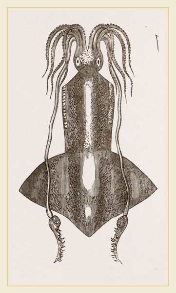 Banks's Onychoteuthis