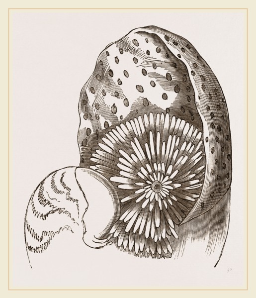 Nautilus from Denys de Montford