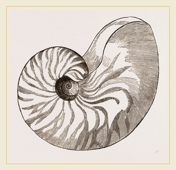 Shell of Umbilicated Nautilus