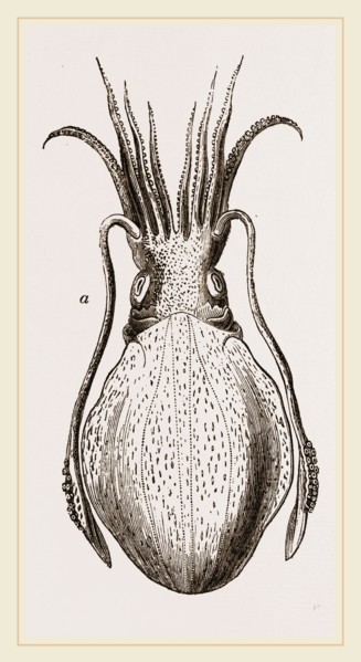 Officinal Cuttle-fish