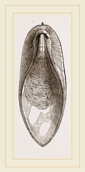 Internal Shell of Cuttle-fish