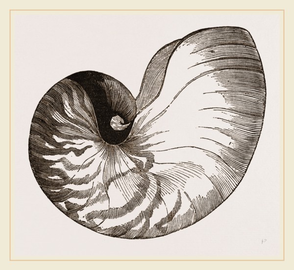 Shell of Pearly Nautilus