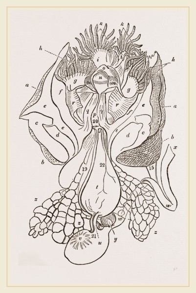 Structure of Nautilus