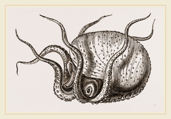 Argonaut moving on its head