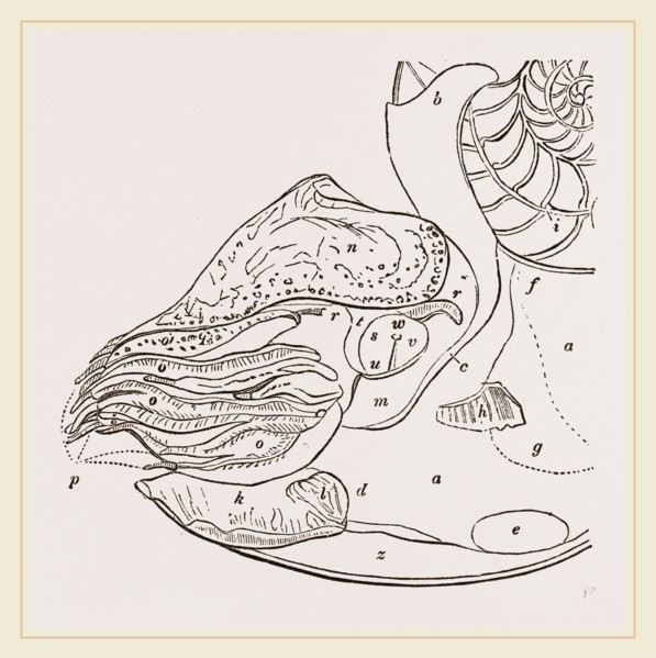 Structure of Nautilus