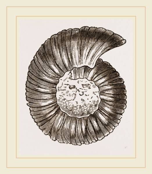 Ammonite