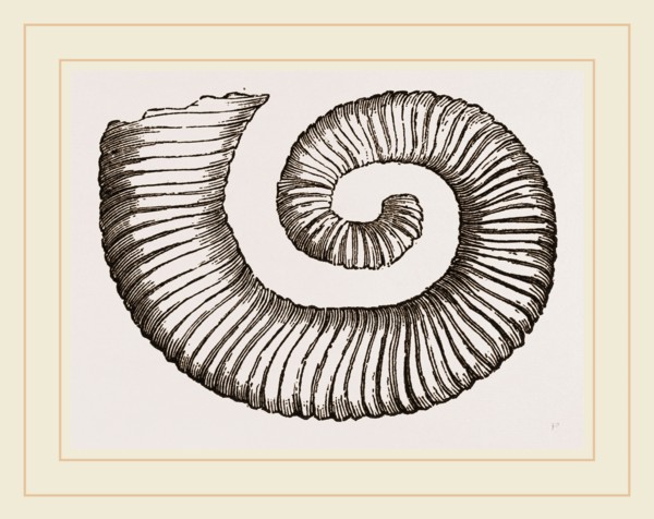 Duval's Crioceratite
