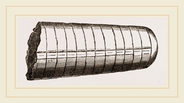 Orthoceras laterale
