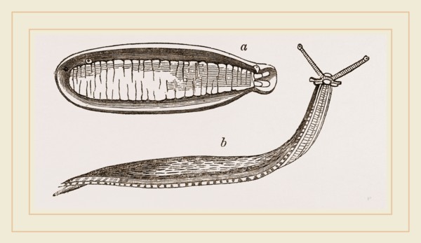 Shielded Slug