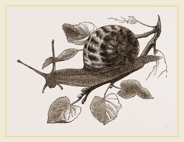 Large Garden Snail