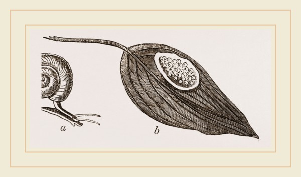 Keeled Planorbis