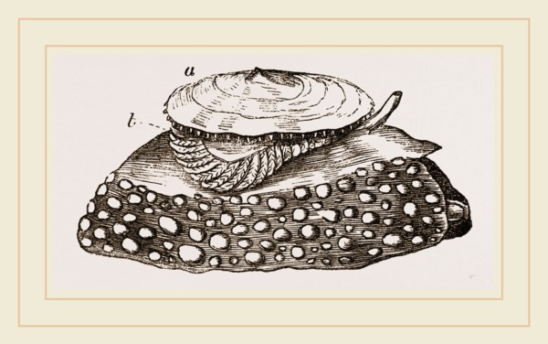 Mediterranean Umbrella