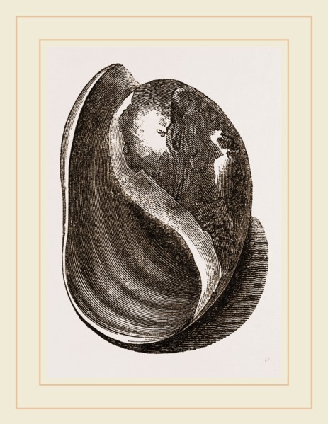 Globose Bulla