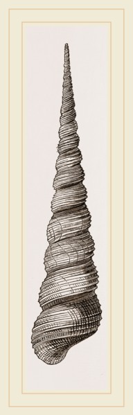 Awl shaped Turritella