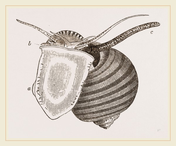 Doubtful Ampullaria