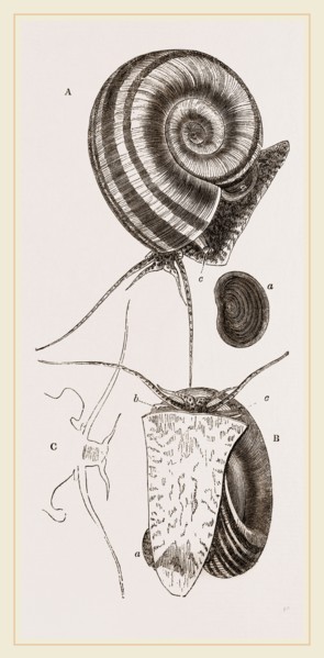 Ram's horn Ampullaria