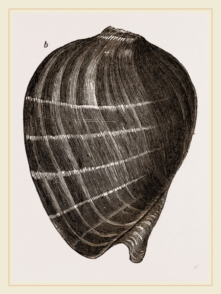 Neptune's Cymba