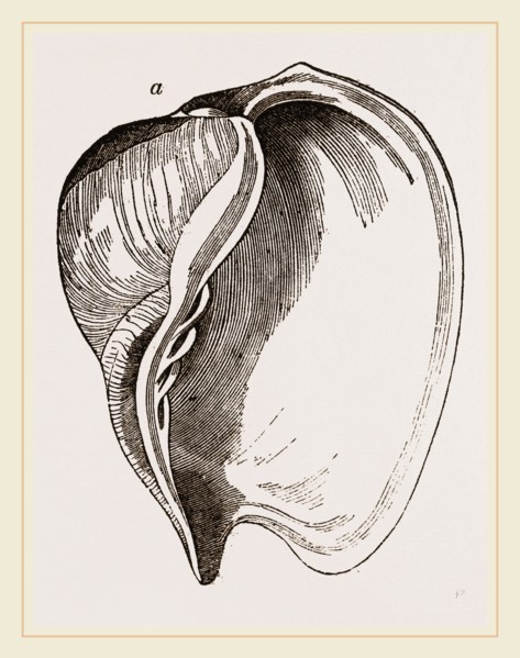 Neptune's Cymba