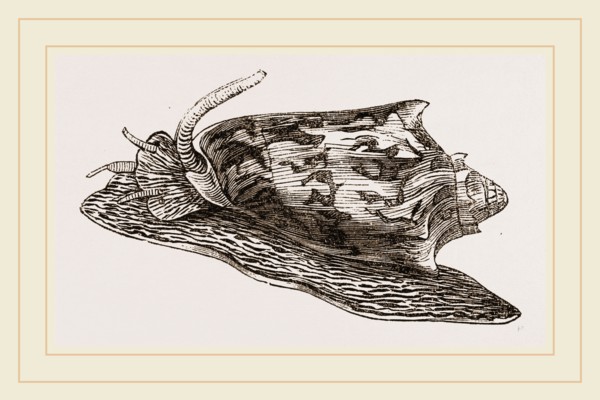 Bat Volute