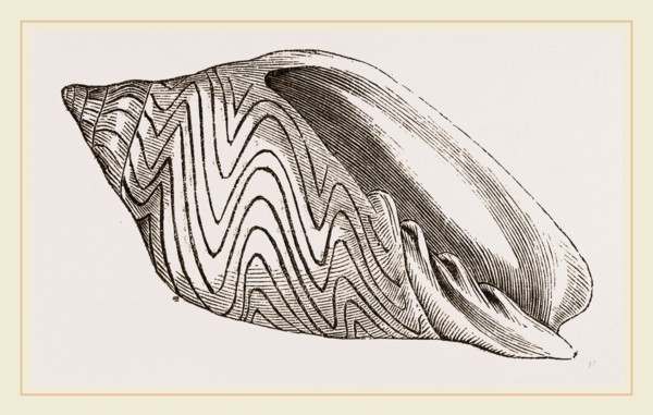 Shell of Undulated Volute