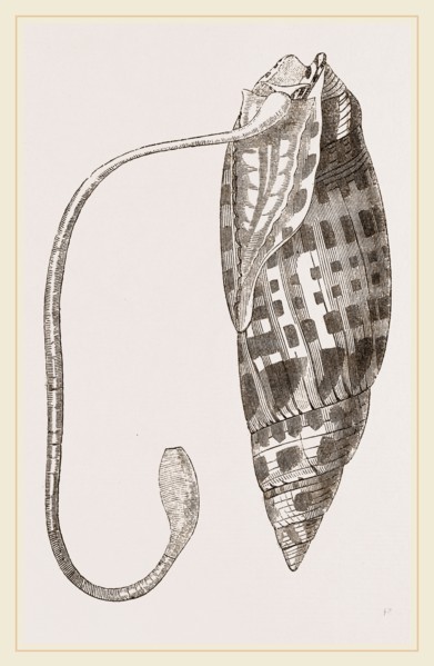 Episcopal Mitre