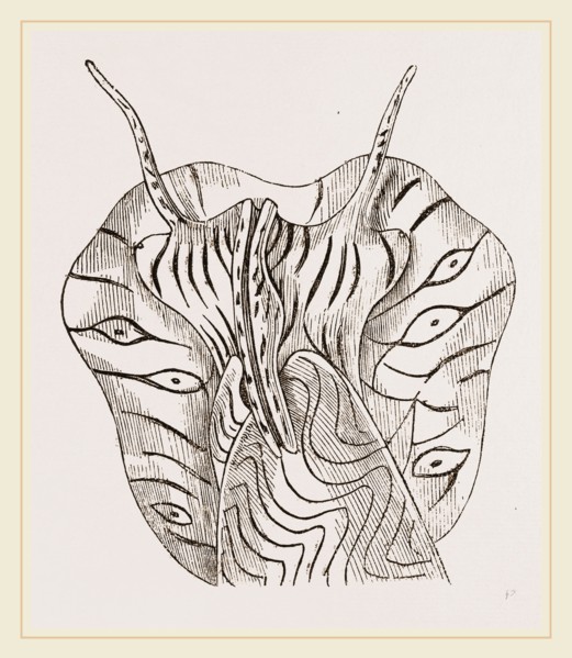 Undulated Volute Anterior Part