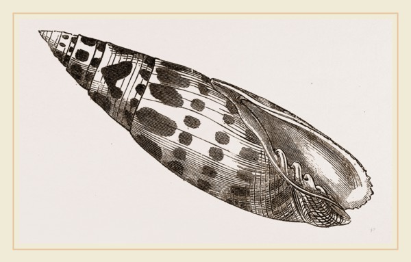 Episeopal Mitre