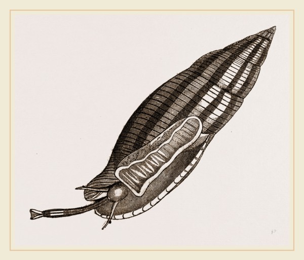 Tanned Mitre