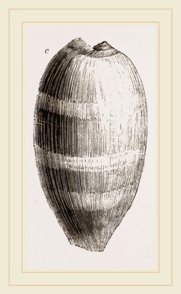 Young Cowry