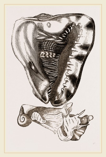 Tuberose Cassis and Mollusk of C. sulcata