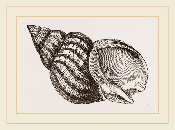 Waved Whelk