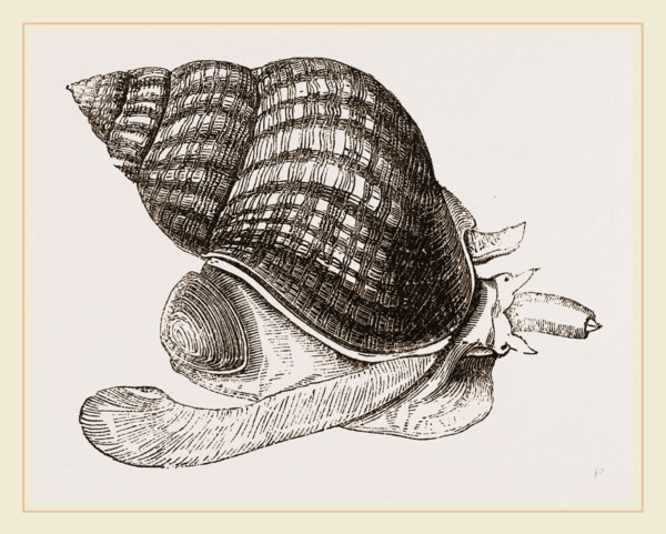 Waved Whelk