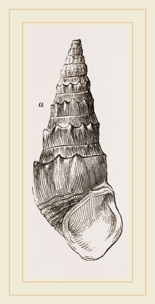 Madagascar Cerithium
