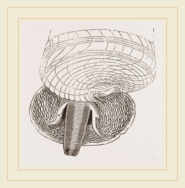 Marsh Cerithium and Animal of C Telescopium