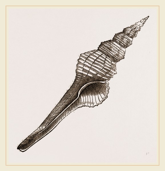 Distaff Fusus