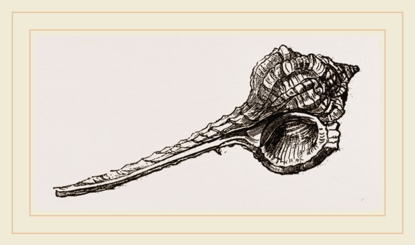 Woodcock's Head