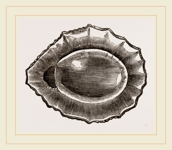 Spoon shaped Limpet