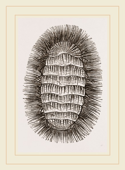 Peruvian Chiton