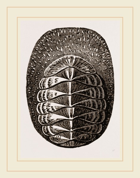 De Blainville's Chiton