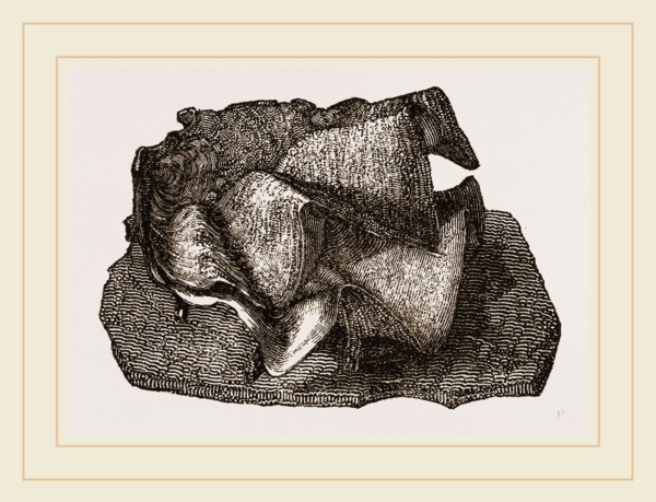 Cock's-comb Oyster