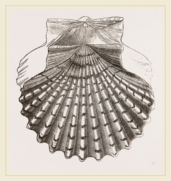 St. James Cockle
