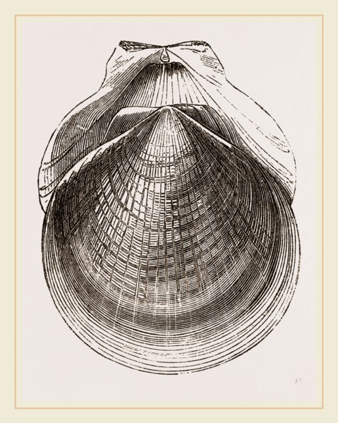 Flounder Scallop