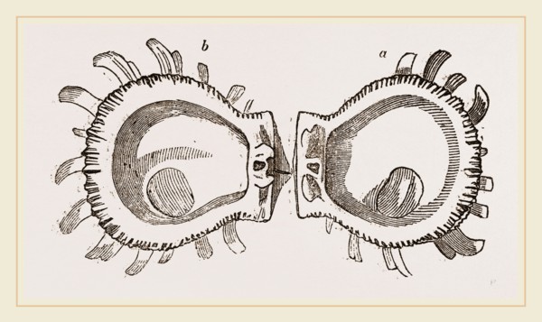 Ducal Spondylus