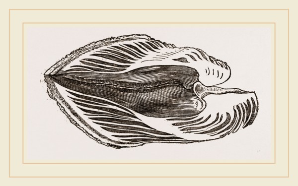 Section of Water-Spondylus