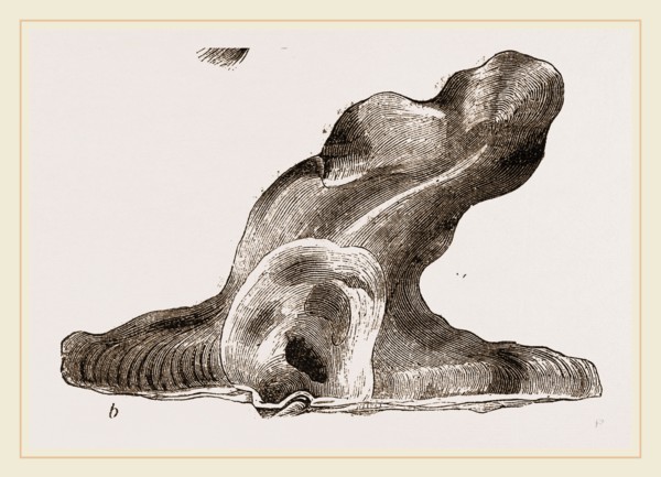 Hammer headed Oyster