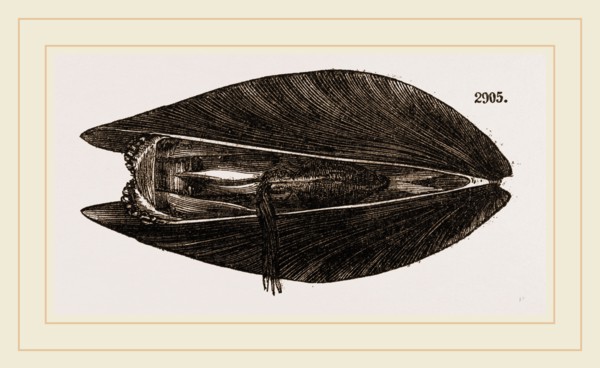 Mussel