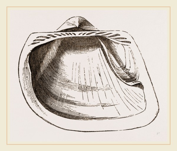 Eared Cucullaea